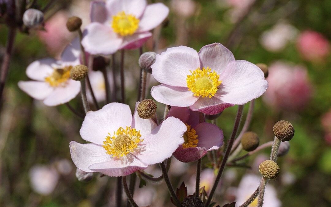 Come coltivare gli Anemoni in vaso sul terrazzo