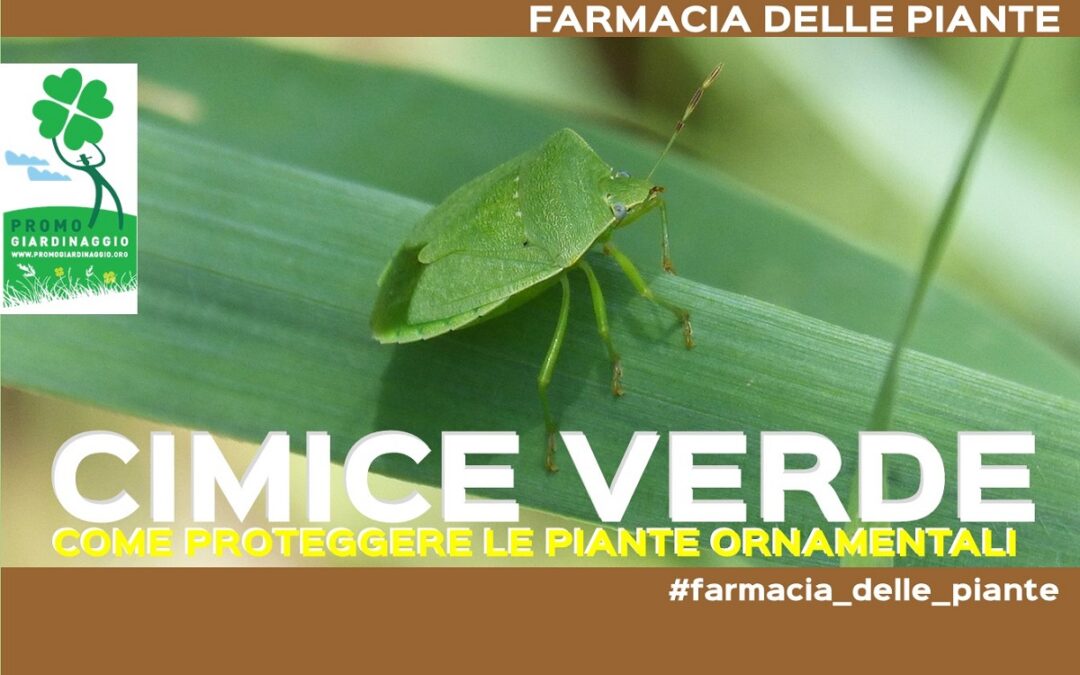 eliminare le Cimici verdi dalle piante