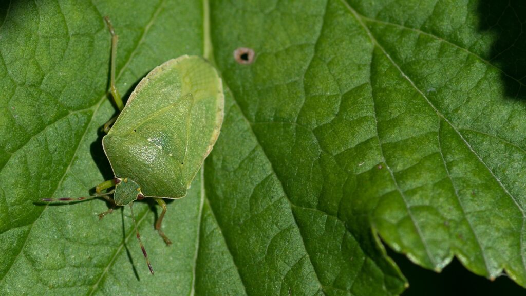 eliminare-le-Cimici-verdi-dalle-piante-Nezara-viridula