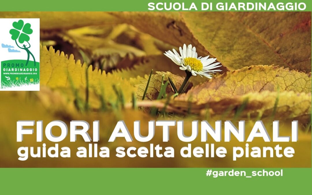 Come scegliere le fioriture autunnali per il terrazzo e il giardino