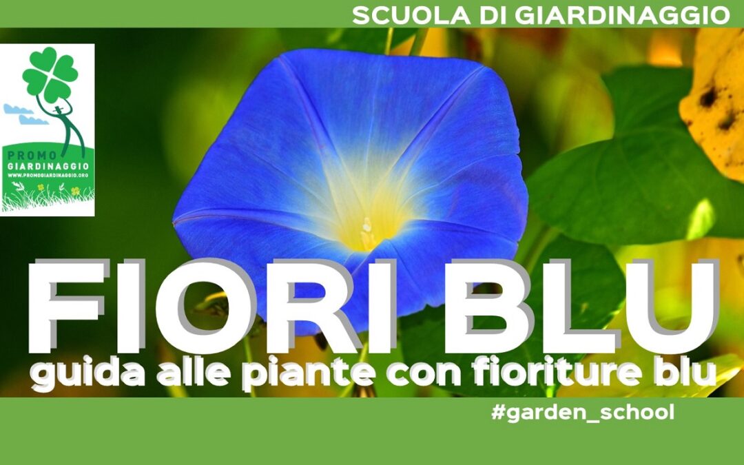 Progettare le aiuole: piante con i fiori blu da coltivare in giardino