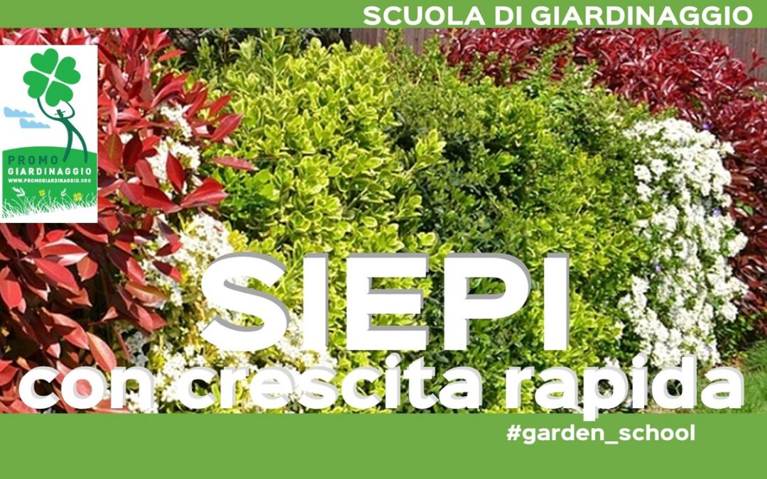 Piante da siepe con crescita rapida: guida alla scelta