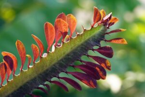 Piante statuarie - Euphorbia trigona