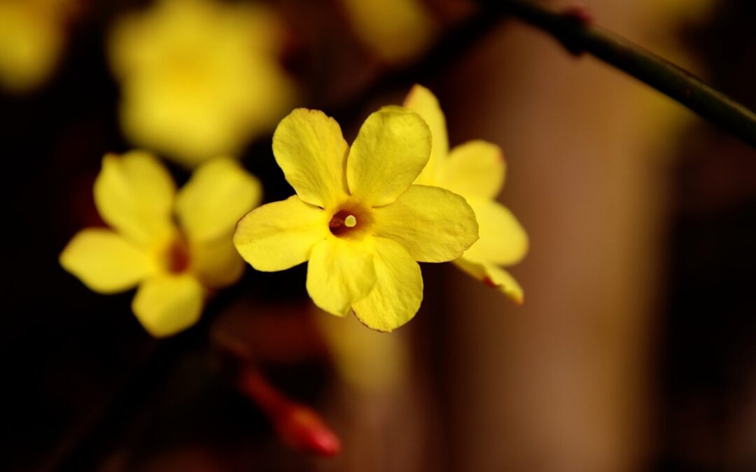 Come coltivare il Gelsomino invernale: Jasminum nudiflorum