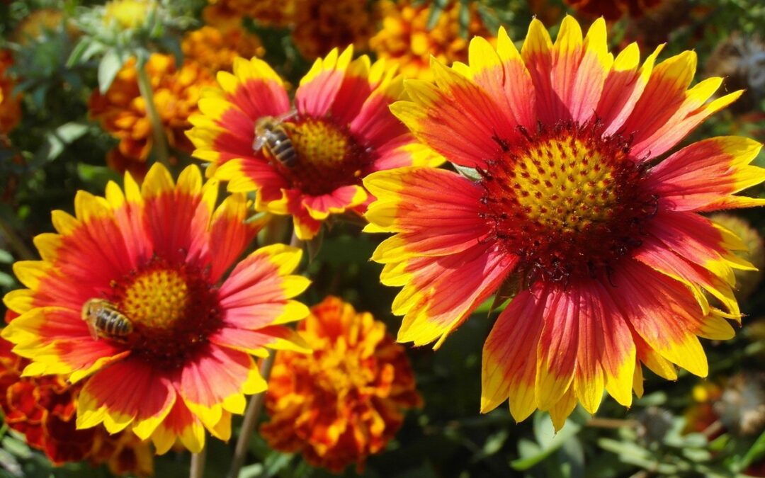 Come coltivare la Gaillardia in giardino