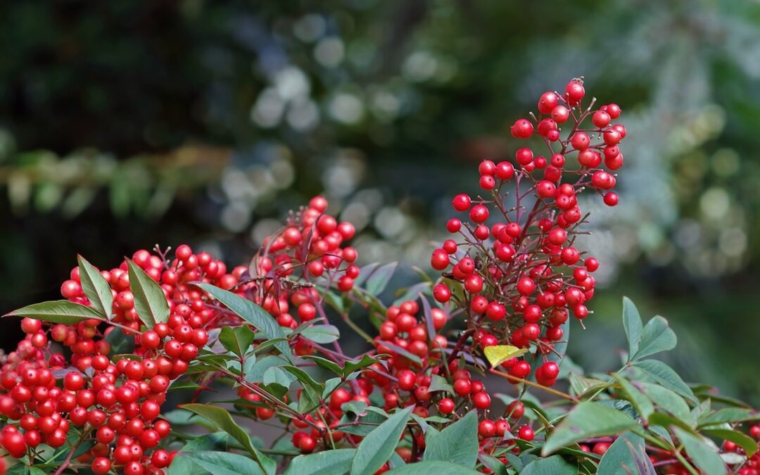 Come coltivare la Nandina: piante con le bacche autunnali