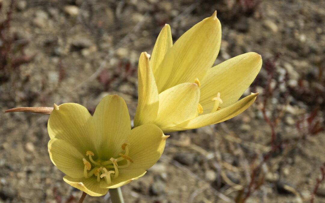 Come coltivare la Sternbergia lutea o Zafferano d’autunno