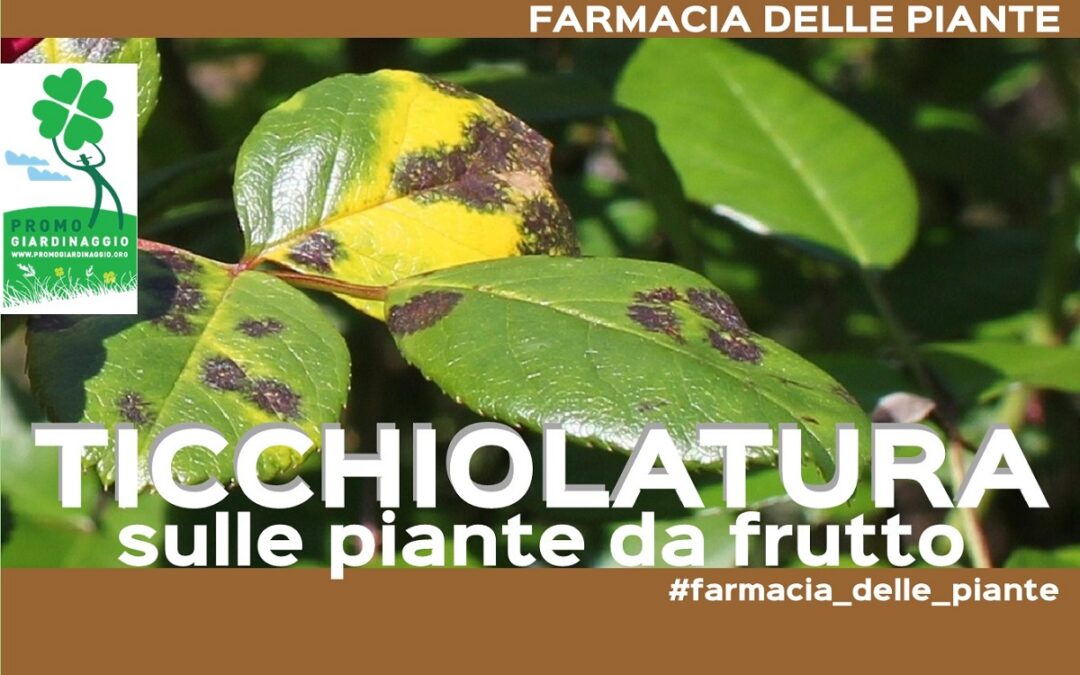 Come limitare la Ticchiolatura sulle piante da frutto