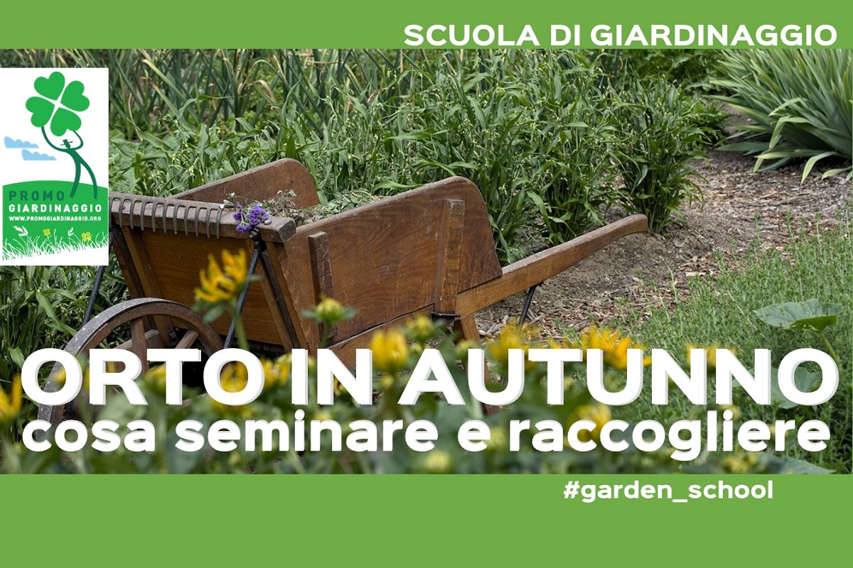 Cosa coltivare in un orto in autunno - Promogiardinaggio
