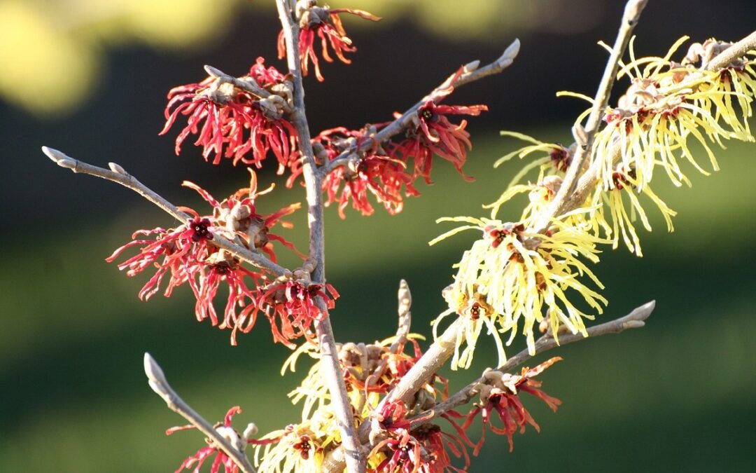 coltivare una Hamamelis