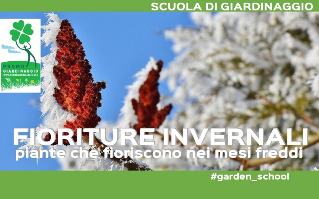 Fioriture invernali: piante per il giardino nei mesi freddi