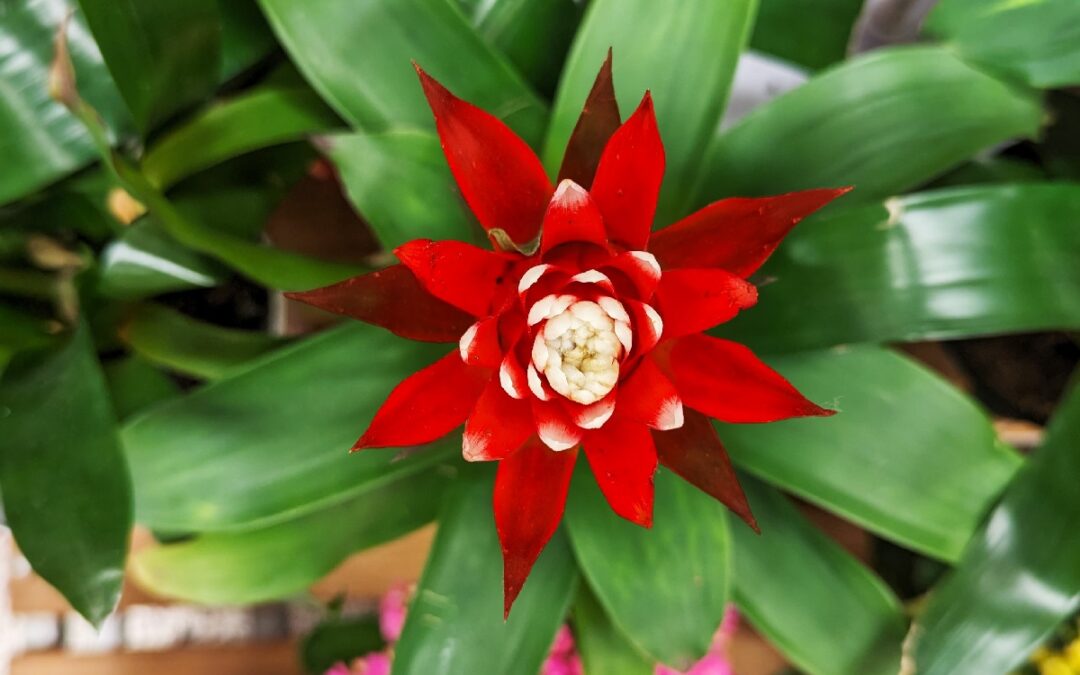 coltivare la Guzmania