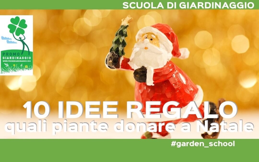 piante da regalare a Natale