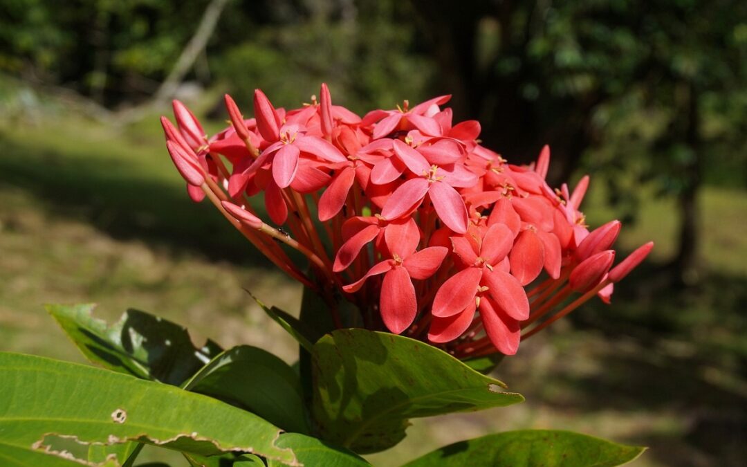 coltivare la Ixora