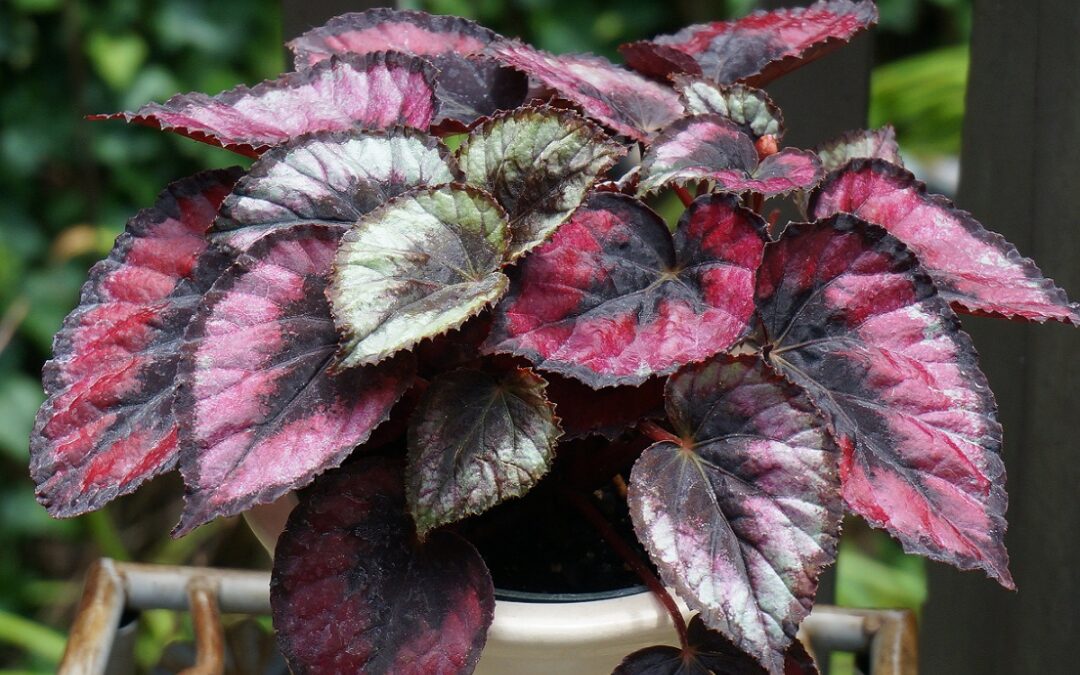 coltivare la Begonia rex