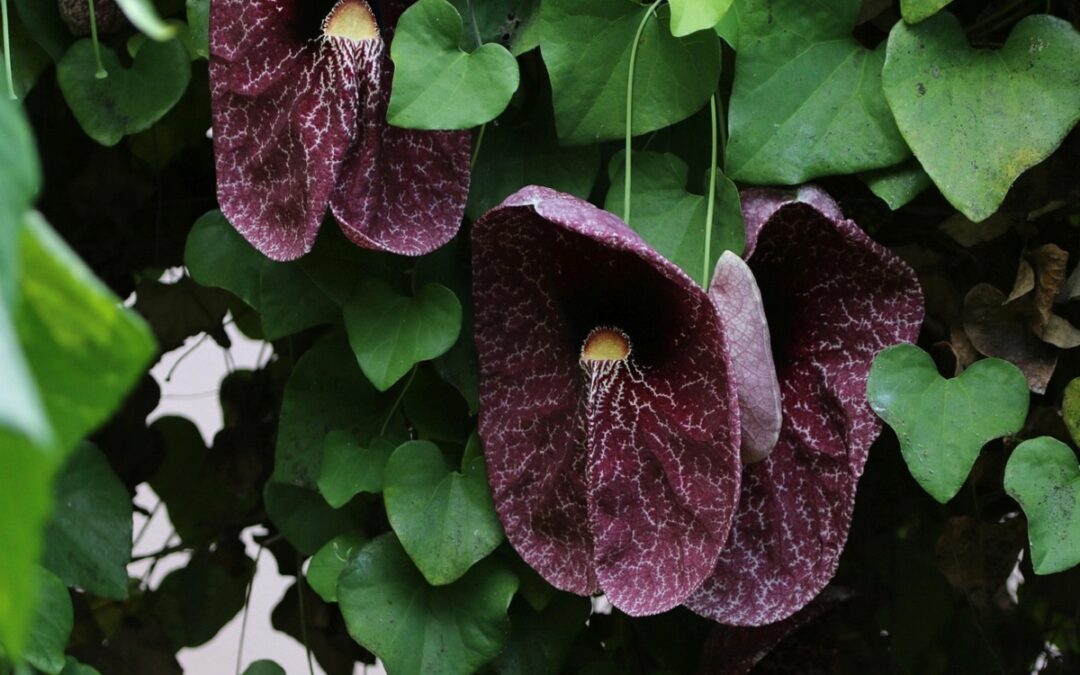 coltivare la Aristolochia