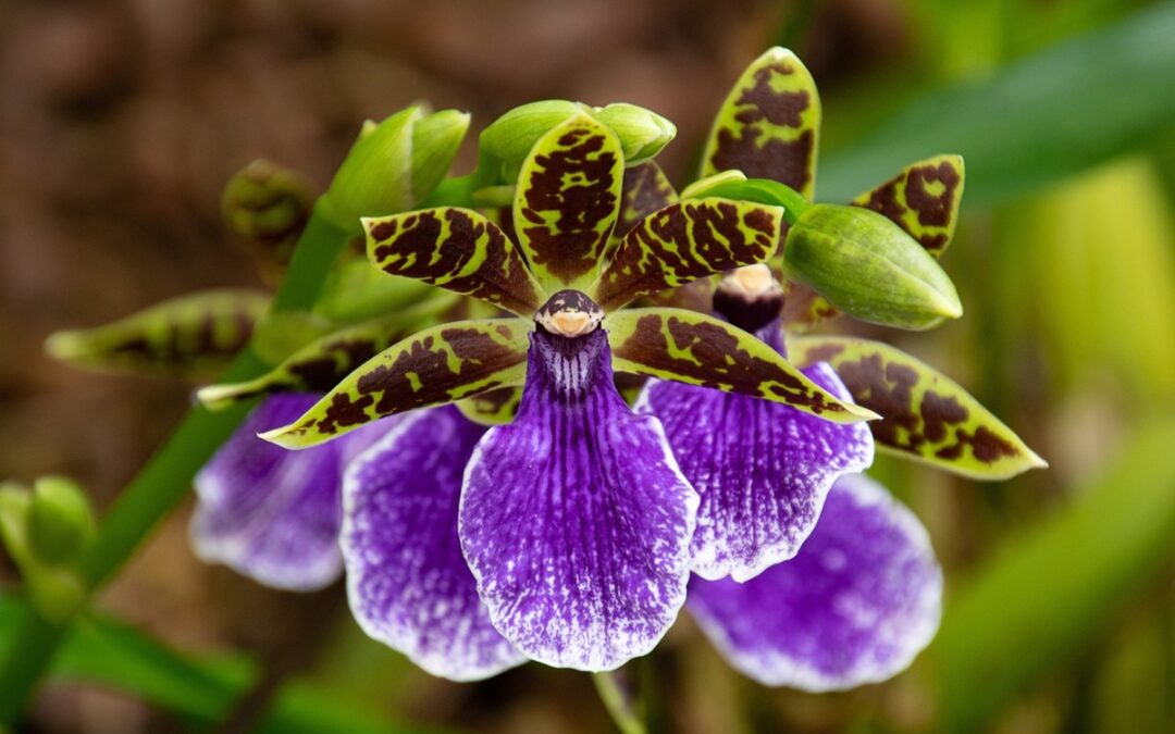 coltivare lo Zygopetalum