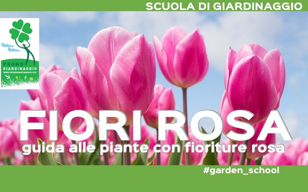 piante con i fiori rosa