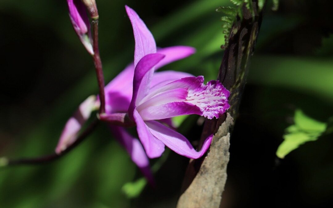 coltivare la Bletilla striata