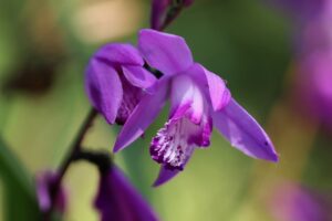 coltivare la Bletilla striata