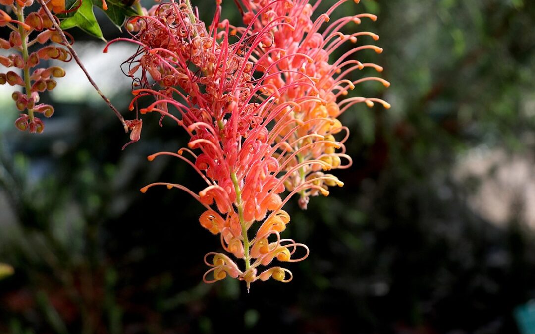 Come coltivare la Grevillea juniperina