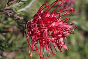 coltivare la Grevillea