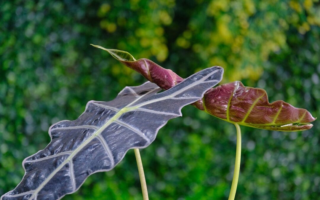 Come coltivare la Alocasia sanderiana in appartamento
