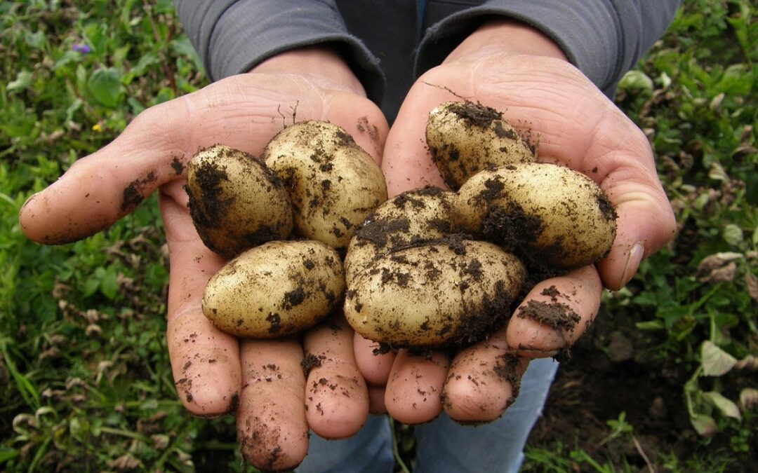 coltivare le Patate