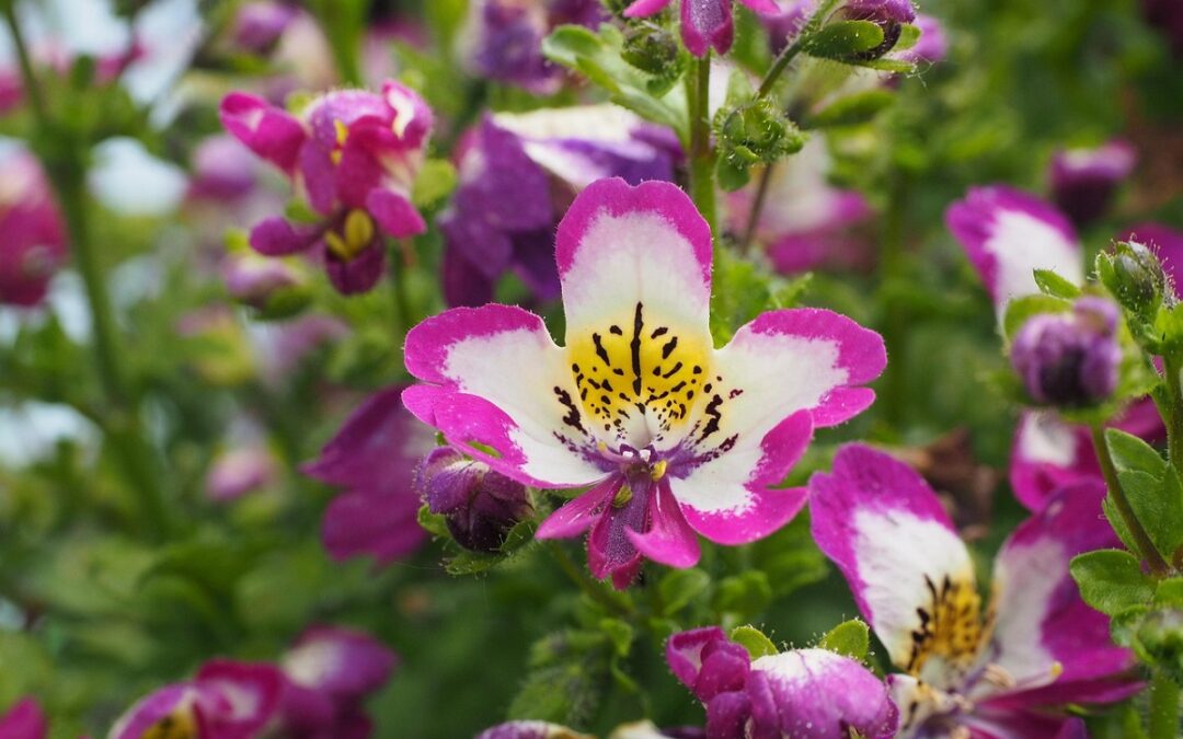 coltivare lo Schizanthus