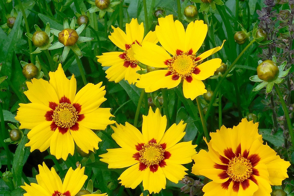 Fioriture-estive-per-il-terrazzo-Coreopsis-grandiflora