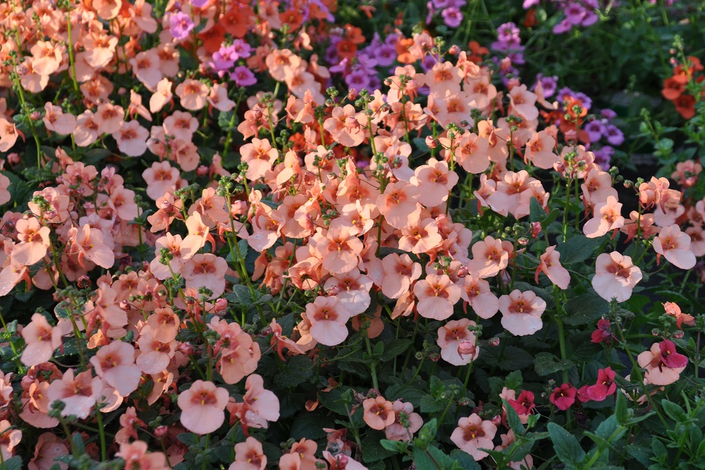 Fioriture-estive-per-il-terrazzo-Diascia