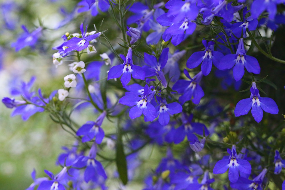 Fioriture-estive-per-il-terrazzo-Lobelia-erinus