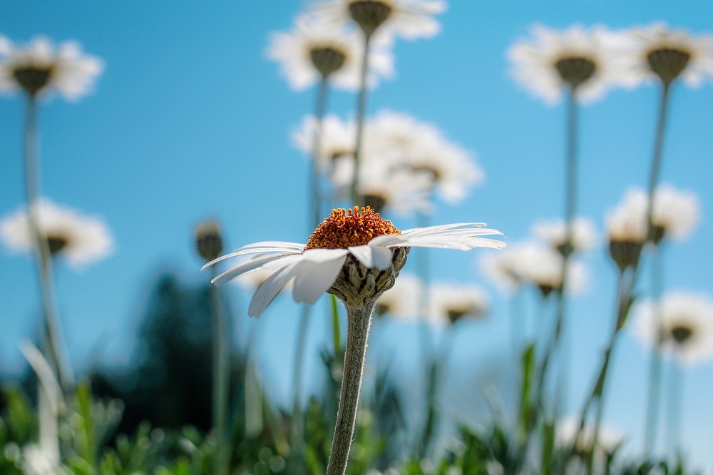 Fioriture-estive-per-il-terrazzo-Rhodanthemum-hosmariense
