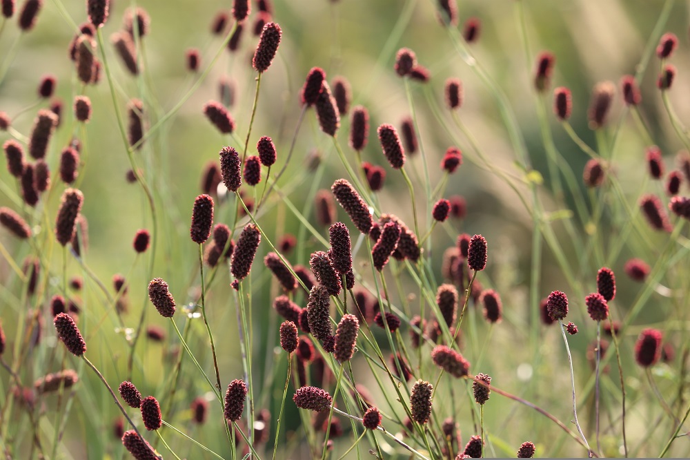 Fioriture-estive-per-il-terrazzo-Sanguisorba-minor