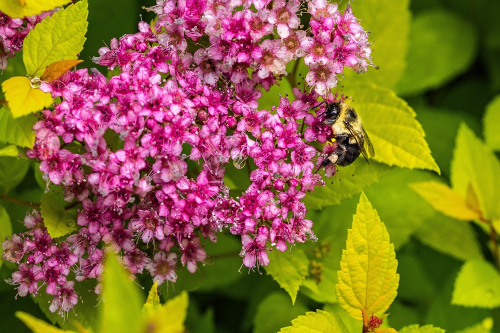 Fioriture-estive-per-il-terrazzo-Spirea-japonica