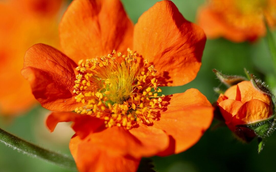 coltivare i Geum