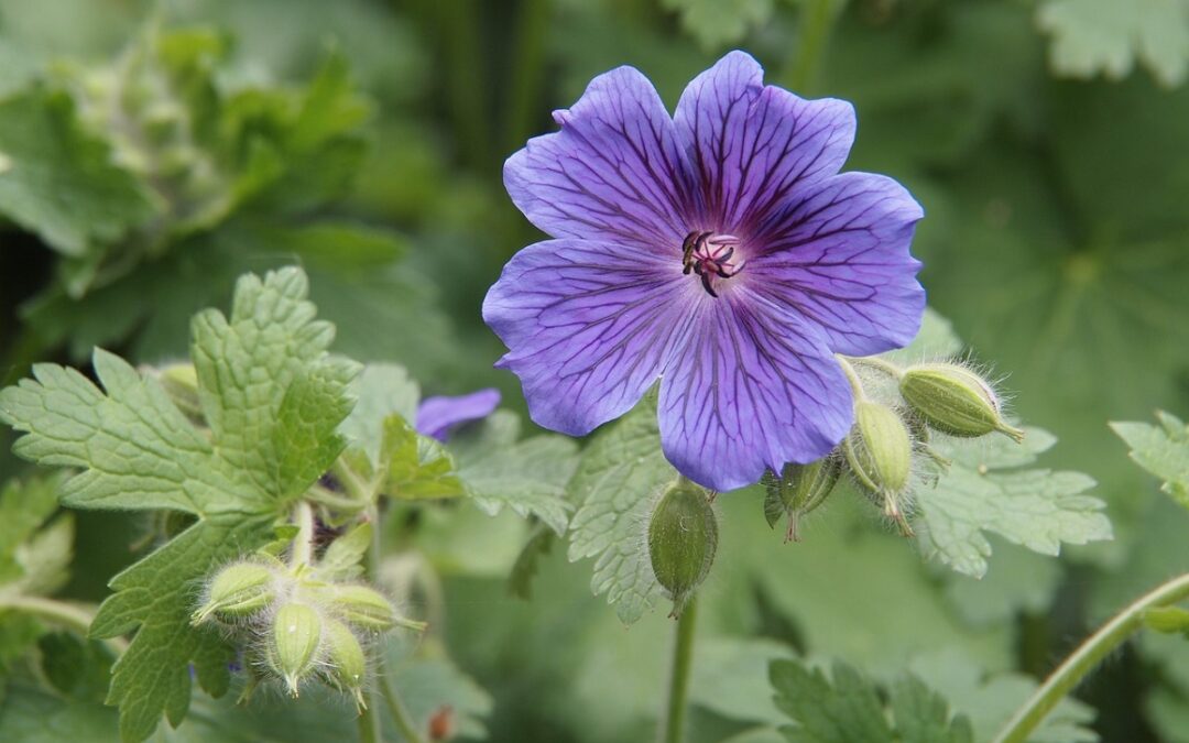 coltivare il Geranio blu