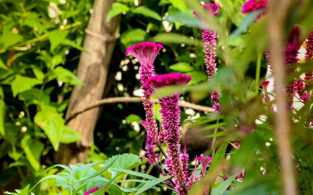 coltivare la Celosia