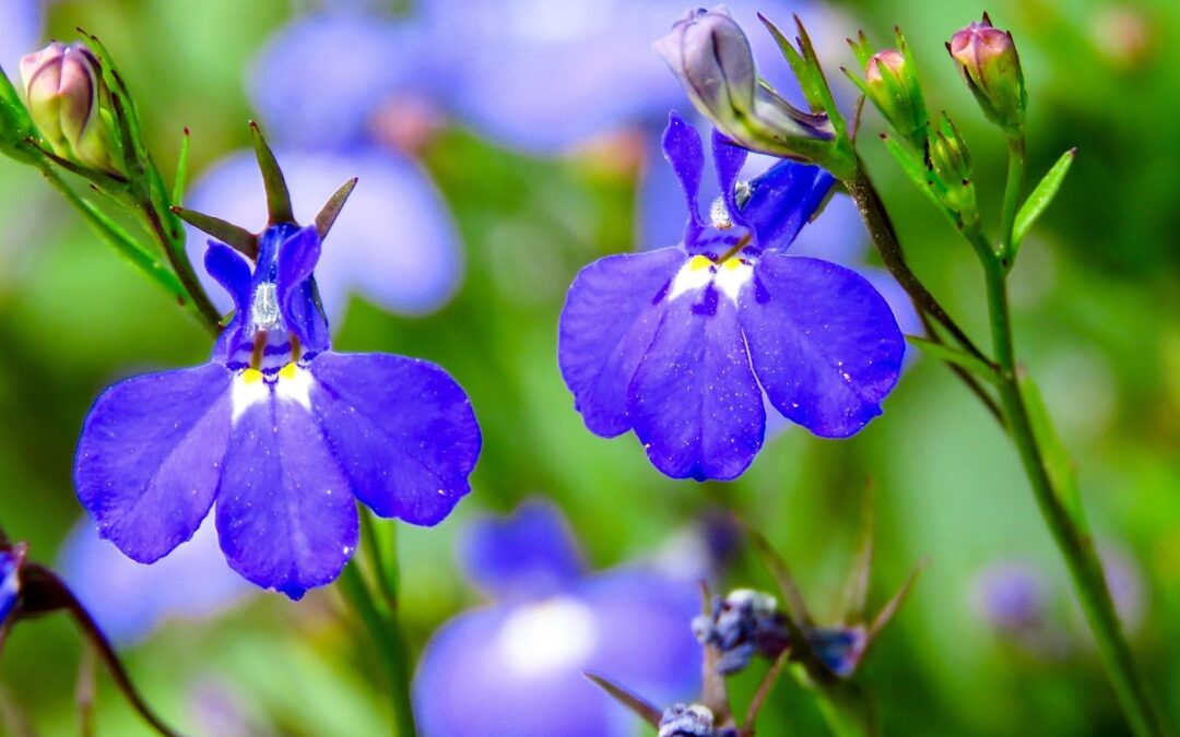 coltivare la lobelia