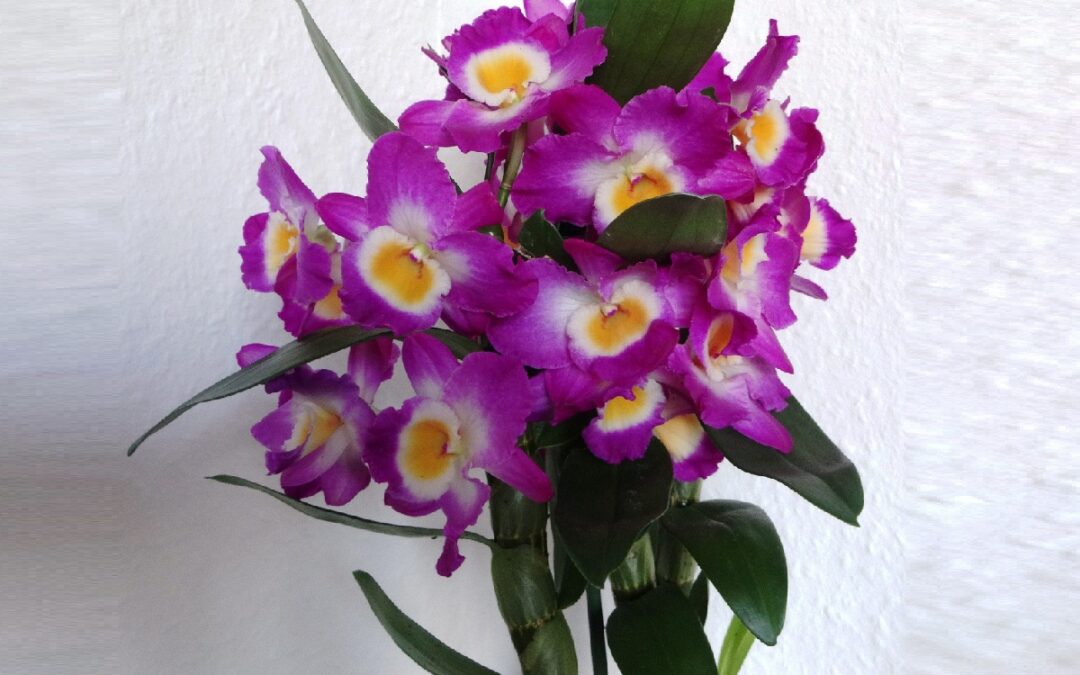 coltivare un Dendrobium