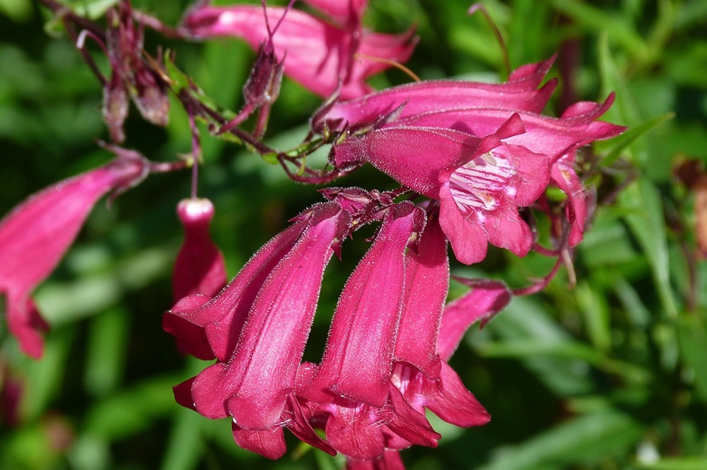 coltivare il Penstemon