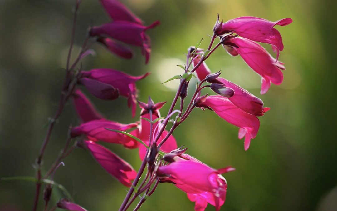 coltivare il Penstemon