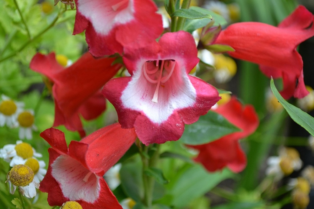 coltivare il Penstemon