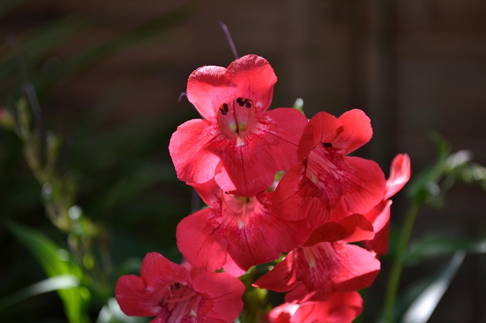 coltivare il Penstemon