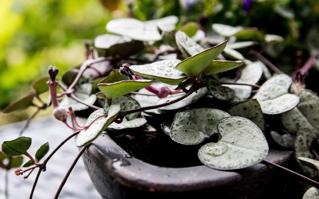 coltivare la Ceropegia
