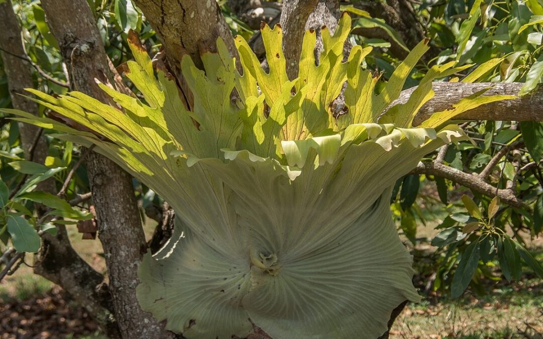 coltivare il Platycerium