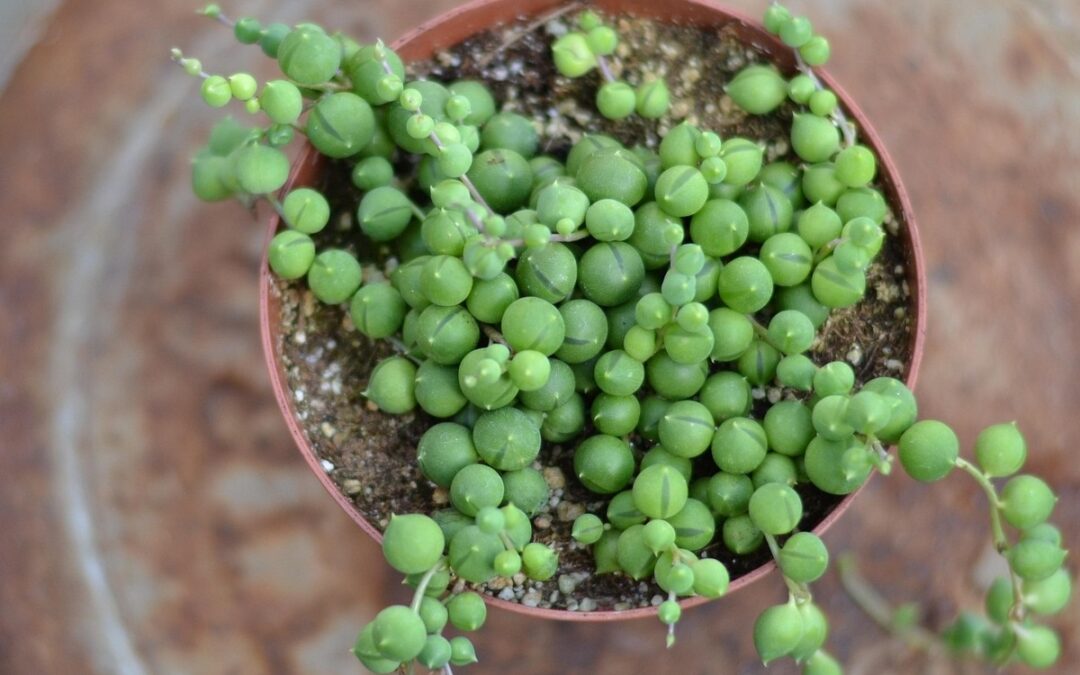 coltivare il Senecio rowleyanus