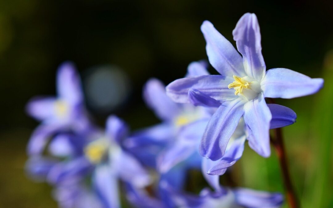 coltivare la Chionodoxa
