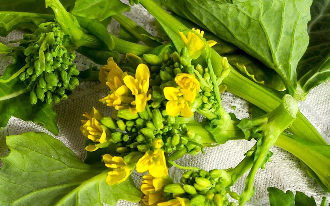 coltivare le cime di rapa
