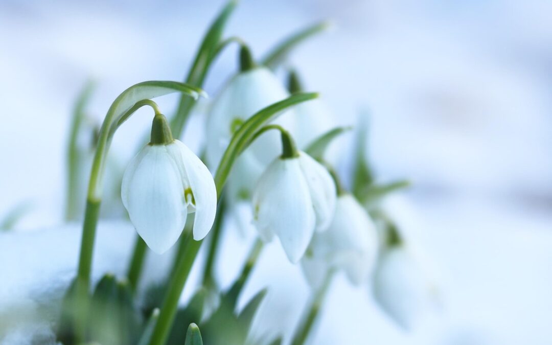 coltivare i Bucaneve